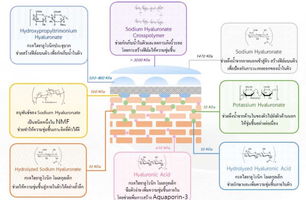 ครีมบำรุง lamocha